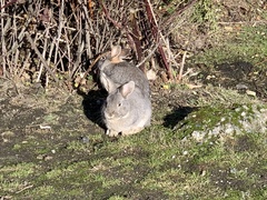 Oryctolagus cuniculus domesticus