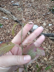 Clinopodium caucasicum