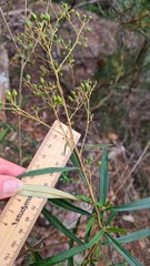 Astrotricha longifolia