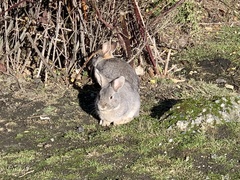 Oryctolagus cuniculus domesticus