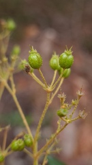 Astrotricha longifolia