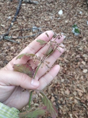Clinopodium caucasicum