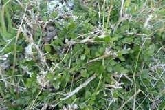 Sophora molloyi