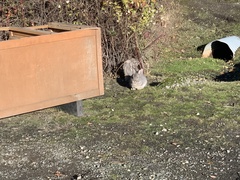 Oryctolagus cuniculus domesticus