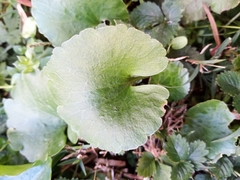 Ranunculus abortivus