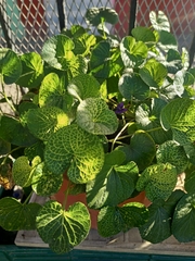 Polyscias balfouriana