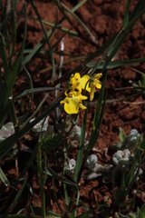 Hemimeris centrodes