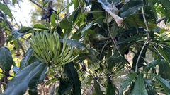 Sherbournieae
