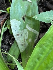 Phytomyza plantaginis