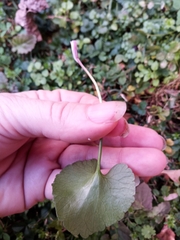 Ranunculus abortivus