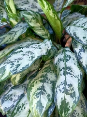 Aglaonema commutatum