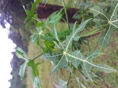 Cnidoscolus aconitifolius