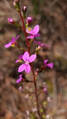 Stylidium productum