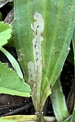 Phytomyza plantaginis
