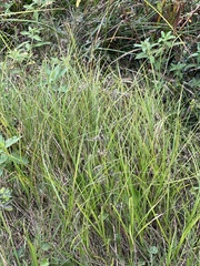 Panicum repens