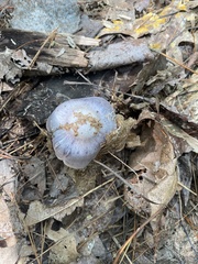 Cortinarius torvus