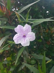 Ruellia