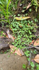 Hydrocotyle tripartita