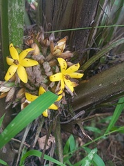 Molineria capitulata