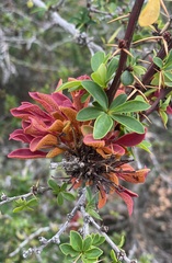 Puccinia magellanica