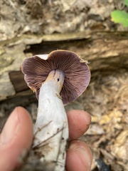 Cortinarius torvus