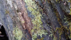 Lophocolea bidentata