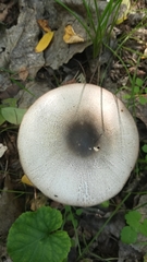 Agaricus