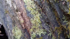 Lophocolea bidentata