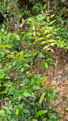 Backhousia myrtifolia