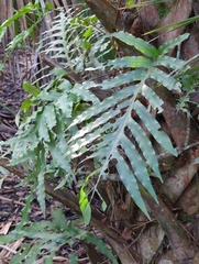 Phlebodium aureum