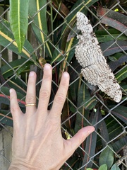 Thysania agrippina