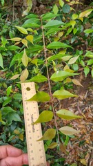 Backhousia myrtifolia