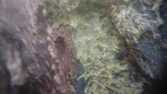 Lophocolea bidentata