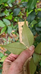 Backhousia myrtifolia