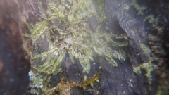 Lophocolea bidentata