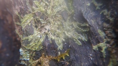 Lophocolea bidentata