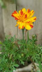 Tagetes