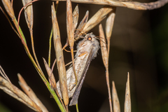Parastichtis suspecta