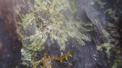 Lophocolea bidentata