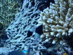 Pycnochromis dimidiatus