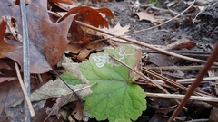 Phytomyza mitellae