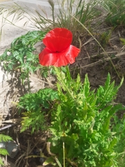 Papaver rhoeas