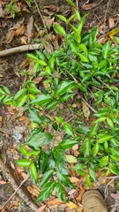 Gynochthodes jasminoides