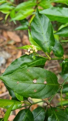 Gynochthodes jasminoides
