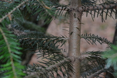 Abies nordmanniana