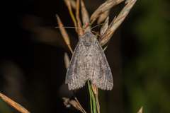 Parastichtis suspecta