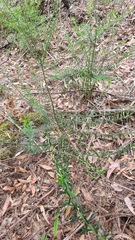 Philotheca hispidula