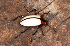 Poecilesthus suturalis