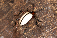 Poecilesthus suturalis