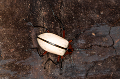 Poecilesthus suturalis